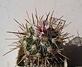 Нажмите на изображение для увеличения.

Название:	Echinofossulocactus_zacatecasensis_SB18_11y.JPG
Просмотров:	224
Размер:	125.7 Кб
ID:	359043