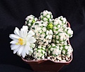 Нажмите на изображение для увеличения.

Название:	Mammillaria theresae v albiflora 1.jpg
Просмотров:	166
Размер:	236.5 Кб
ID:	359045