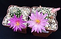 Нажмите на изображение для увеличения.

Название:	Mammillaria deherdtiana.jpg
Просмотров:	195
Размер:	278.6 Кб
ID:	359046