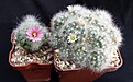 Нажмите на изображение для увеличения.

Название:	Mammillaria glasii.jpg
Просмотров:	201
Размер:	314.1 Кб
ID:	359047