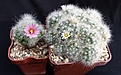 Нажмите на изображение для увеличения.

Название:	Mammillaria glasii.jpg
Просмотров:	168
Размер:	314.1 Кб
ID:	359047