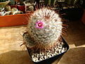 Нажмите на изображение для увеличения.

Название:	Mammillaria bombicina.JPG
Просмотров:	206
Размер:	141.9 Кб
ID:	359061