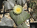 Нажмите на изображение для увеличения.

Название:	Astrophytum myriostigma v. quadricostatum.jpg
Просмотров:	155
Размер:	422.9 Кб
ID:	359077