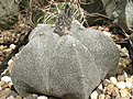 Нажмите на изображение для увеличения.

Название:	Astrophytum myriostigma.jpg
Просмотров:	176
Размер:	424.9 Кб
ID:	359078