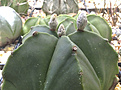 Нажмите на изображение для увеличения.

Название:	Astrophytum myriostigma v. nudum.jpg
Просмотров:	187
Размер:	391.8 Кб
ID:	359079