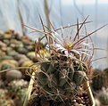 Нажмите на изображение для увеличения.

Название:	Thelocactus tulensis ssp. kupcakii.jpg
Просмотров:	160
Размер:	223.3 Кб
ID:	359083