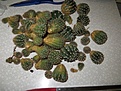 Нажмите на изображение для увеличения.

Название:	IMG_9957_500x375.jpg
Просмотров:	240
Размер:	176.8 Кб
ID:	359088