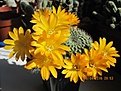 Нажмите на изображение для увеличения.

Название:	IMG_7332 (1000x750).jpg
Просмотров:	177
Размер:	337.9 Кб
ID:	359092