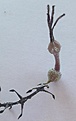 Нажмите на изображение для увеличения.

Название:	ceropegia adrienneae (bosseri).JPG
Просмотров:	433
Размер:	56.3 Кб
ID:	359099