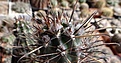 Нажмите на изображение для увеличения.

Название:	Austrocactus sp.  GP123   (philippii?).JPG
Просмотров:	132
Размер:	203.6 Кб
ID:	359148