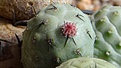 Нажмите на изображение для увеличения.

Название:	Tephrocactus geometricus  VG1301.JPG
Просмотров:	127
Размер:	144.1 Кб
ID:	359167