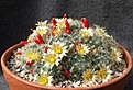 Нажмите на изображение для увеличения.

Название:	Mammillaria prolifera SB1577  3.jpg
Просмотров:	122
Размер:	365.8 Кб
ID:	359182