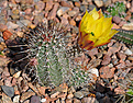 Нажмите на изображение для увеличения.

Название:	Echinocereus stoloniferus ssp tayopensis2.jpg
Просмотров:	596
Размер:	240.3 Кб
ID:	359203