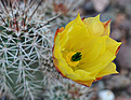 Нажмите на изображение для увеличения.

Название:	Echinocereus stoloniferus ssp tayopensis1.jpg
Просмотров:	582
Размер:	214.3 Кб
ID:	359204