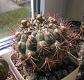 Нажмите на изображение для увеличения.

Название:	Gymnocalycium saglionis.jpg
Просмотров:	100
Размер:	225.7 Кб
ID:	359224