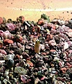 Нажмите на изображение для увеличения.

Название:	Mammillaria luethyi.jpg
Просмотров:	258
Размер:	247.8 Кб
ID:	359225