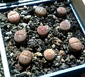 Нажмите на изображение для увеличения.

Название:	Lithops bromfieldii v. glaudinae Cole 116.jpg
Просмотров:	441
Размер:	407.7 Кб
ID:	359252