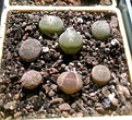 Нажмите на изображение для увеличения.

Название:	Lithops lesliei.jpg
Просмотров:	420
Размер:	334.8 Кб
ID:	359253