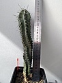 Нажмите на изображение для увеличения.

Название:	Cereus sp2.jpg
Просмотров:	732
Размер:	175.6 Кб
ID:	359262
