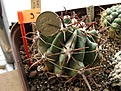 Нажмите на изображение для увеличения.

Название:	Feroc_horridus.jpg
Просмотров:	742
Размер:	174.3 Кб
ID:	359264