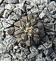 Нажмите на изображение для увеличения.

Название:	Copiapoa_cinerea.JPG
Просмотров:	116
Размер:	262.4 Кб
ID:	359276