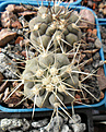 Нажмите на изображение для увеличения.

Название:	Copiapoa_cinerea_fma._albispina.JPG
Просмотров:	107
Размер:	246.6 Кб
ID:	359277