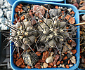 Нажмите на изображение для увеличения.

Название:	Copiapoa_dealbata.JPG
Просмотров:	108
Размер:	296.2 Кб
ID:	359280