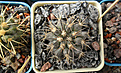 Нажмите на изображение для увеличения.

Название:	Copiapoa_echinoides.JPG
Просмотров:	116
Размер:	188.7 Кб
ID:	359281