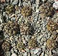 Нажмите на изображение для увеличения.

Название:	Copiapoa_echinoides_cuprea.JPG
Просмотров:	115
Размер:	297.1 Кб
ID:	359282