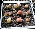 Нажмите на изображение для увеличения.

Название:	Lithops fulviceps C 266.jpg
Просмотров:	405
Размер:	359.0 Кб
ID:	359298