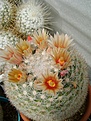 Нажмите на изображение для увеличения.

Название:	Mammillaria candida v.rosea.jpg
Просмотров:	189
Размер:	308.6 Кб
ID:	359300