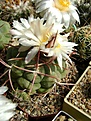 Нажмите на изображение для увеличения.

Название:	Thelocactus hexaedrophorus.jpg
Просмотров:	198
Размер:	299.9 Кб
ID:	359301