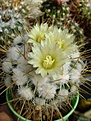 Нажмите на изображение для увеличения.

Название:	Stenocactus albatus.jpg
Просмотров:	184
Размер:	232.3 Кб
ID:	359302