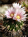 Нажмите на изображение для увеличения.

Название:	Stenocactus gladiatus.jpg
Просмотров:	194
Размер:	235.8 Кб
ID:	359303