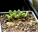 Нажмите на изображение для увеличения.

Название:	Fenestraria rhopalophylla.jpg
Просмотров:	474
Размер:	278.6 Кб
ID:	359306