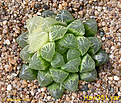 Нажмите на изображение для увеличения.

Название:	Haw351 variegated_800pcs.jpg
Просмотров:	219
Размер:	430.8 Кб
ID:	359316