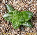 Нажмите на изображение для увеличения.

Название:	Haw370 variegated_800pcs.jpg
Просмотров:	224
Размер:	491.4 Кб
ID:	359317