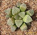 Нажмите на изображение для увеличения.

Название:	crystallina_Mozaik Red_800pcs.jpg
Просмотров:	219
Размер:	490.3 Кб
ID:	359322