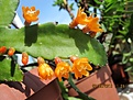 Нажмите на изображение для увеличения.

Название:	IMG_7694 (1000x750).jpg
Просмотров:	561
Размер:	393.8 Кб
ID:	359351