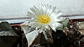 Нажмите на изображение для увеличения.

Название:	Astrophytum myriostigma v. columnare.jpg
Просмотров:	220
Размер:	167.6 Кб
ID:	359354