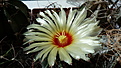 Нажмите на изображение для увеличения.

Название:	Astrophytum capricorne.jpg
Просмотров:	217
Размер:	218.5 Кб
ID:	359355