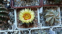 Нажмите на изображение для увеличения.

Название:	Astrophytum SENxAS.jpg
Просмотров:	220
Размер:	241.7 Кб
ID:	359356