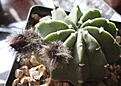 Нажмите на изображение для увеличения.

Название:	Echinopsis_subdenudata.jpg
Просмотров:	117
Размер:	121.4 Кб
ID:	359387