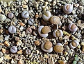 Нажмите на изображение для увеличения.

Название:	Lithops hallii v. hallii C 052_2015.jpg
Просмотров:	484
Размер:	217.7 Кб
ID:	359412