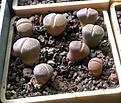 Нажмите на изображение для увеличения.

Название:	Lithops hallii v. hallii C 052_2016.jpg
Просмотров:	436
Размер:	350.5 Кб
ID:	359413