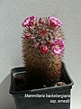 Нажмите на изображение для увеличения.

Название:	P1220360 - копия.JPG
Просмотров:	186
Размер:	223.6 Кб
ID:	359420