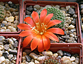 Нажмите на изображение для увеличения.

Название:	R.-senilis-grandiflora-W63.jpg
Просмотров:	180
Размер:	356.3 Кб
ID:	359429