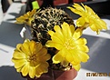 Нажмите на изображение для увеличения.

Название:	IMG_7791 (1000x731).jpg
Просмотров:	189
Размер:	373.3 Кб
ID:	359431