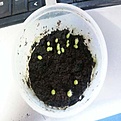 Нажмите на изображение для увеличения.

Название:	mammillaria.jpg
Просмотров:	233
Размер:	38.3 Кб
ID:	359451