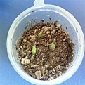 Нажмите на изображение для увеличения.

Название:	mammillaria-theresa.jpg
Просмотров:	232
Размер:	43.0 Кб
ID:	359452